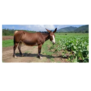 Mule In Farm Setting Png Gvd68 PNG image