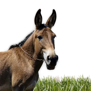 Mule In Field PNG 06292024