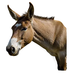 Mule In Field PNG 5