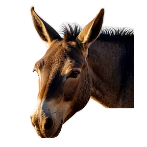 Mule In Sunset Vista PNG 98 PNG