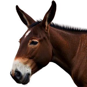 Mule Portrait PNG 06292024
