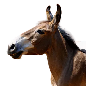 Mule Portrait PNG Cqh55 PNG