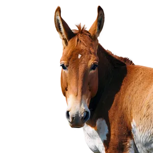 Mule Profile Icon Png 9 PNG image