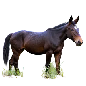 Mule Tail Feature PNG 06292024