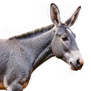 Mule Tail Feature PNG Ory93 PNG