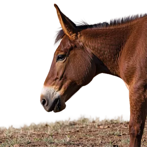 Mule Tail Feature PNG Snr78 PNG