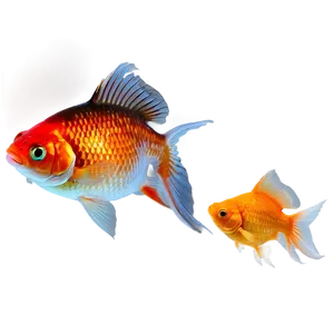 Multiple Goldfish PNG Obq57