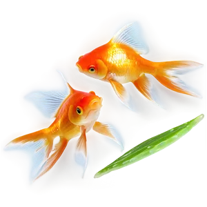 Multiple Goldfish Png Rwd87 PNG image