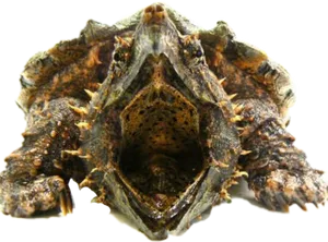 Murex Shell Close Up