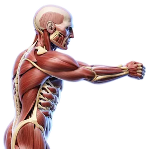 Muscular System Anatomy For Artists Png 8 PNG image