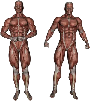 Muscular_ System_ Anatomy_ Illustration PNG image