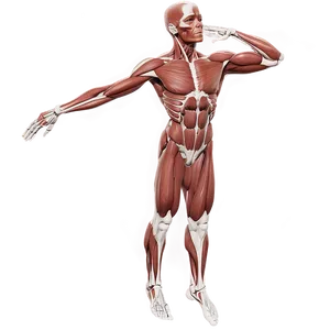 Muscular System Anatomy Png Uqv PNG image