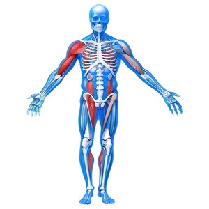 Muscular System Comparative Anatomy Png 06212024 PNG image