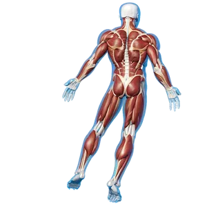 Muscular System Educational Chart Png Ucb99 PNG image