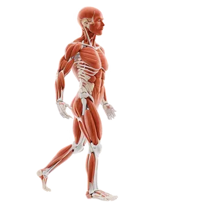 Muscular System Injury Prevention Png 06212024 PNG image