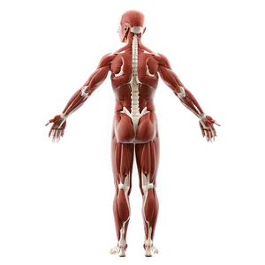 Muscular System Interactive Tutorial PNG 60