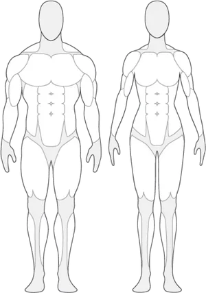 Muscular System Outline Frontand Back View PNG image