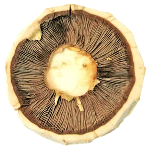 Mushroom Cap Gills Texture PNG image