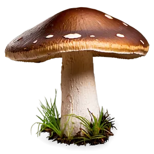 Mushroom Collection Png Kcs PNG image