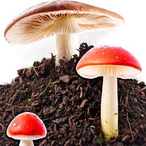 Mushroom Compost PNG 05242024 PNG