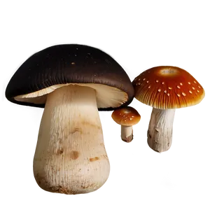 Mushroom Foraging Kit Png 05242024 PNG image