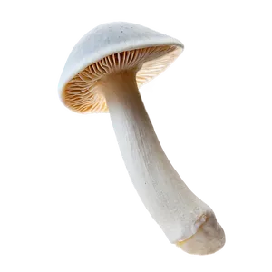 Mushroom Gills Png 05242024 PNG image