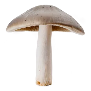 Mushroom Gills Png Rvy PNG image