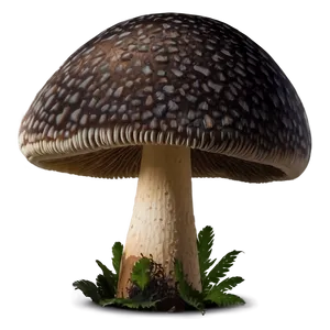 Mushroom Habitat PNG Cci90