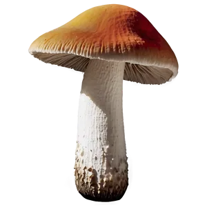Mushroom Identification Guide Png Eed PNG image