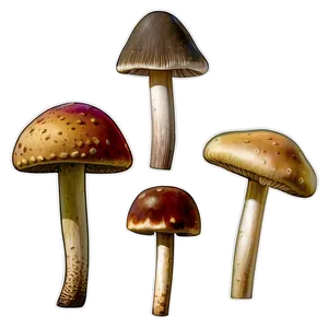 Mushroom Identification Guide Png Ojk PNG image