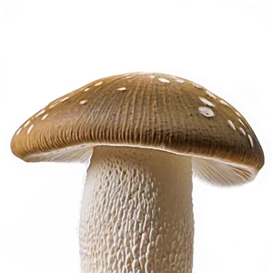 Mushroom Png Abstract 05032024 PNG image
