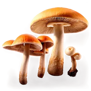 Mushroom Png Background Acy PNG image