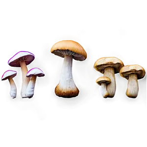 Mushroom Png Background Rav PNG image