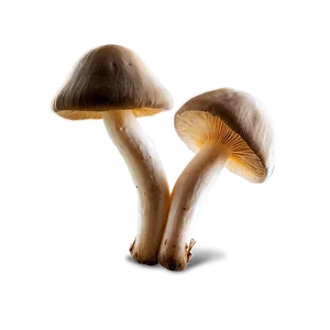 Mushroom Png Download 62 PNG image