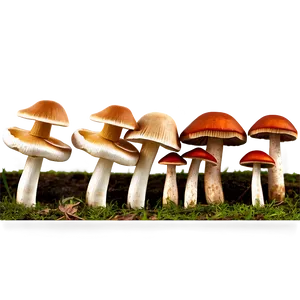 Mushroom Png Transparent Gps91 PNG image