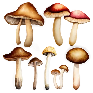 Mushroom Png Watercolor Ghl37 PNG image