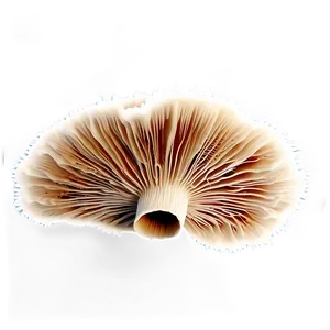 Mushroom Spore Print PNG 45 PNG