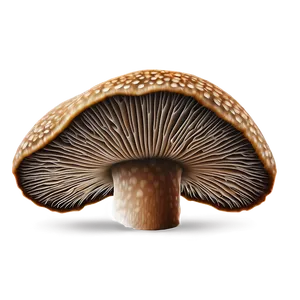 Mushroom Spore Print PNG Waq84 PNG