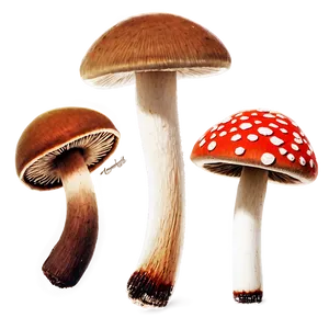 Mushroom Spores Png Str13 PNG image
