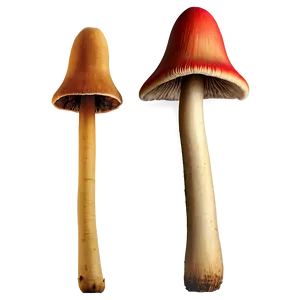 Mushroom Stems Png 29 PNG image