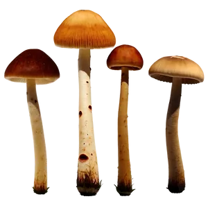 Mushroom Stems Png Qxf48 PNG image