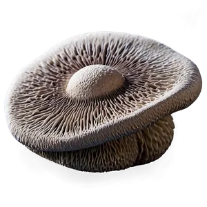 Mushroom Texture Png 05242024 PNG image