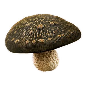 Mushroom Texture PNG 05242024 PNG