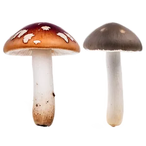 Mushroom Varieties Png 15 PNG image