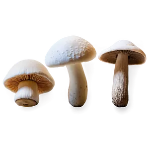 Mushroom Varieties PNG Blh36