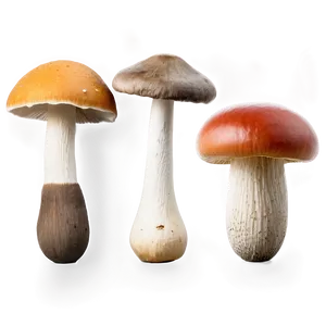 Mushroom Varieties Png Imn84 PNG image
