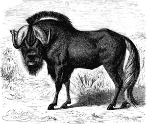 Muskoxin Blackand White