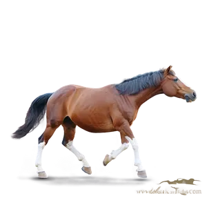 Mustang Horse Companionship Png 11 PNG image