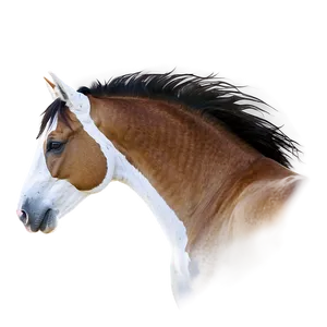 Mustang Horse D