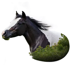 Mustang Horse In Moonlight Png Xpg PNG image